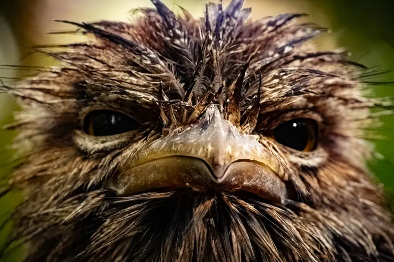 Tawny Frogmouth — 6