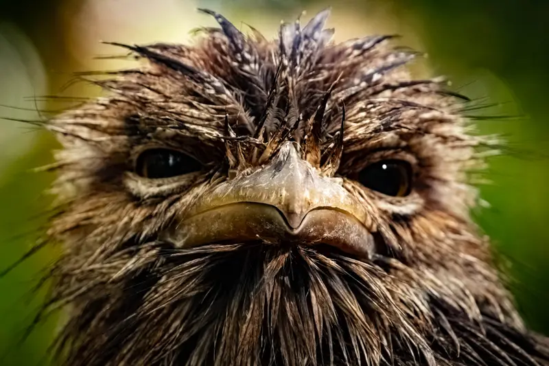 Tawny Frogmouth — 7