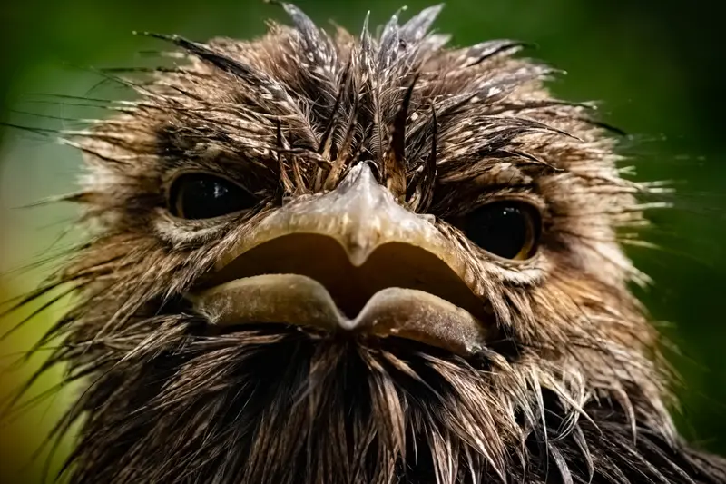 Tawny Frogmouth — 8