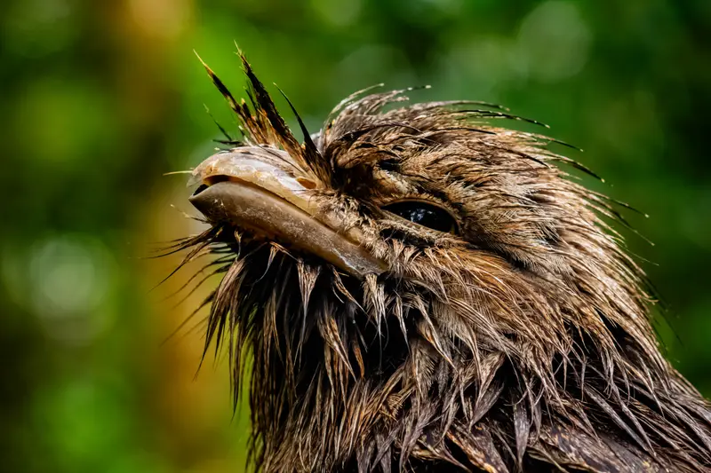 Tawny Frogmouth — 10