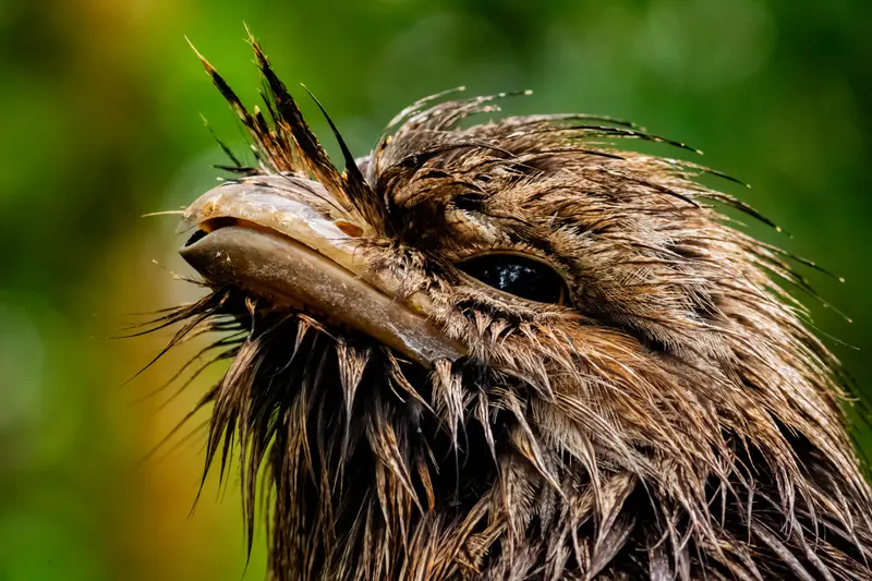 Tawny Frogmouth — 9