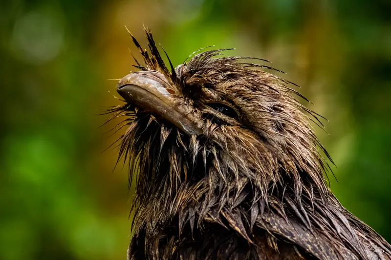 Tawny Frogmouth — 11
