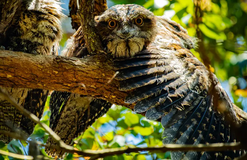 Tawny Frogmouth — 13