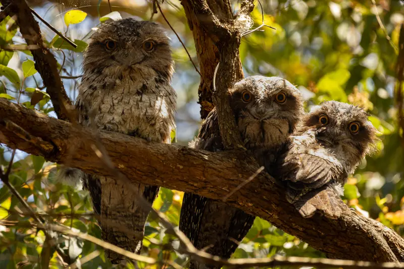 Tawny Frogmouth — 12