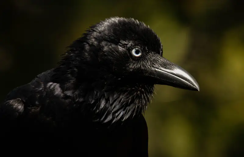 Torresian Crow