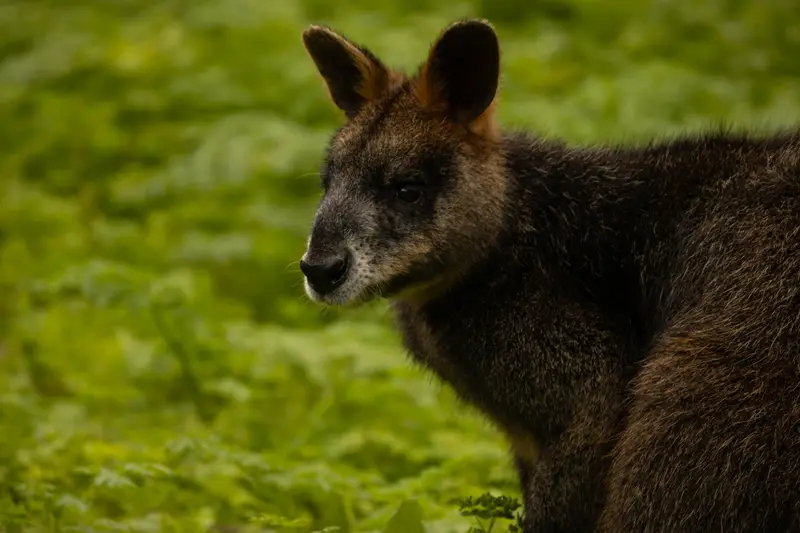 Wallaby