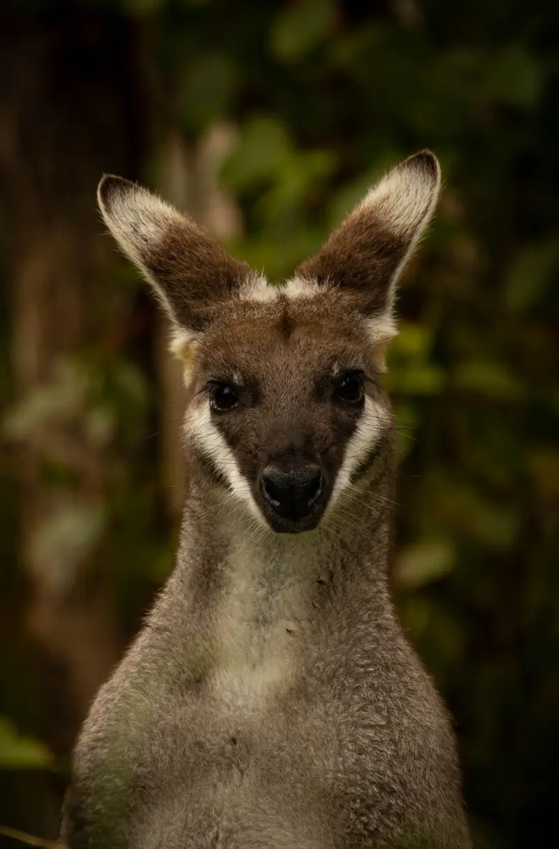 Wallaby — 2