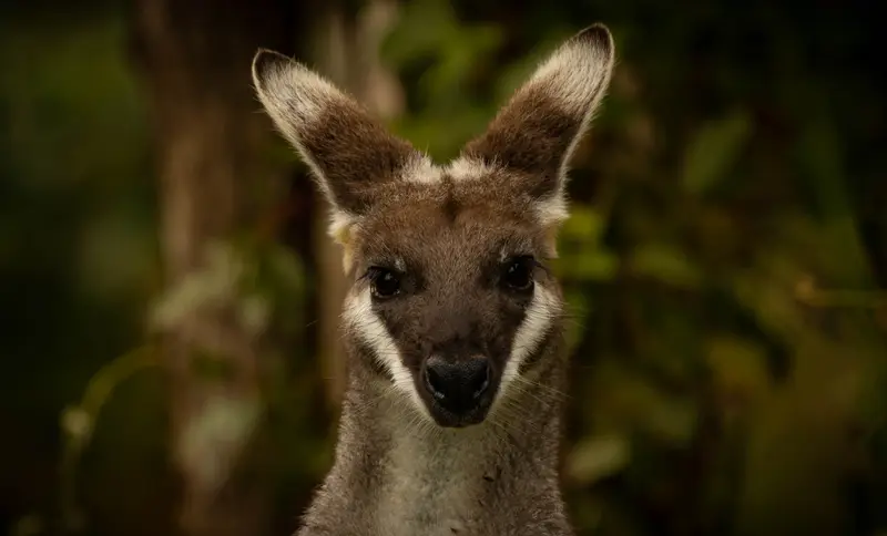 Wallaby — 3