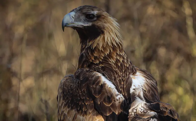 Wedge-Tailed Eagle — 2