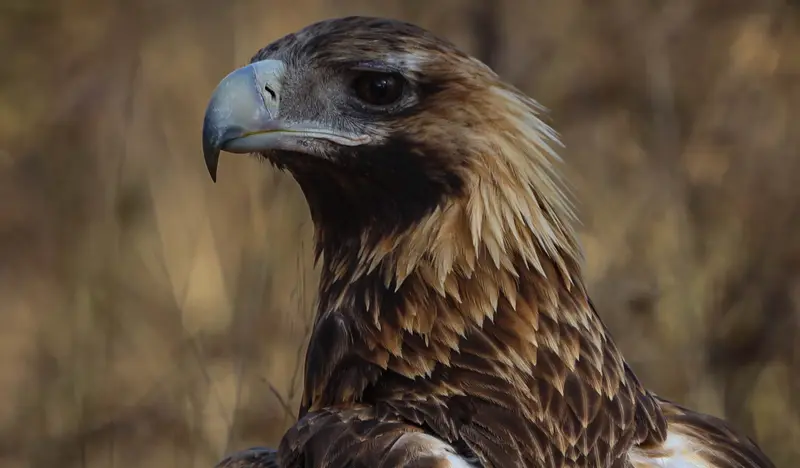 Wedge-Tailed Eagle