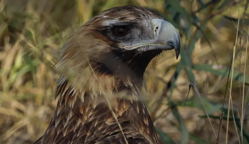 Wedge-Tailed Eagle — 4