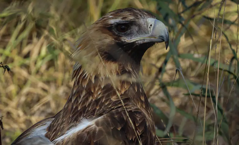 Wedge-Tailed Eagle — 1