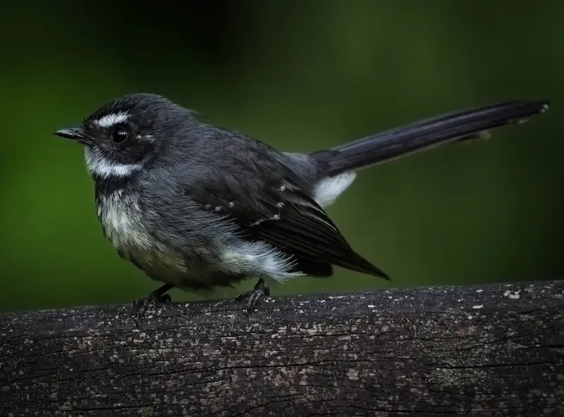 Willy Wagtail