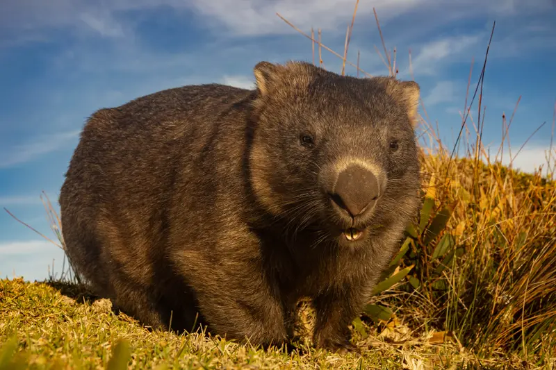 Wombat — 2