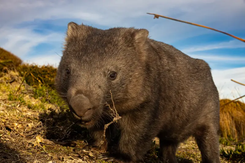 Wombat — 3