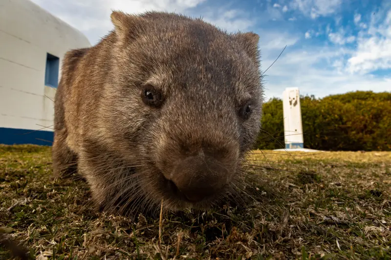 Wombat — 4
