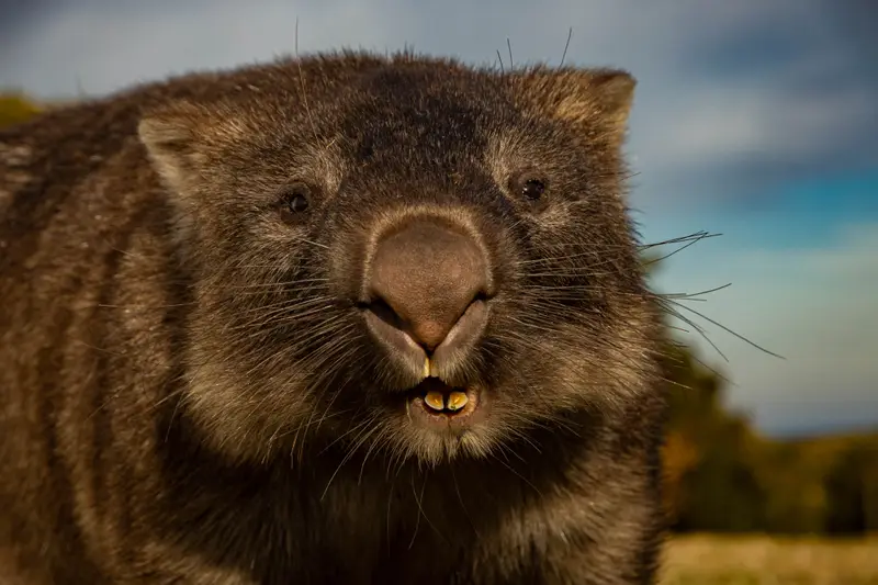 Wombat — 6