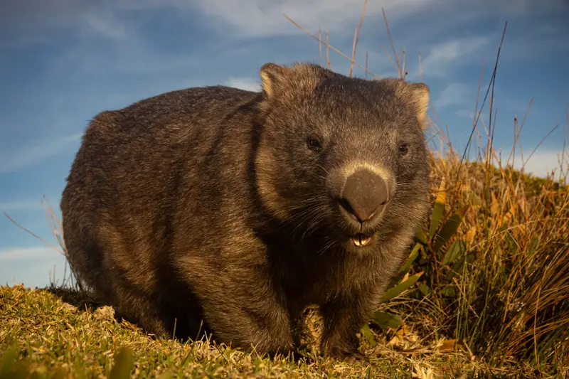 Wombat