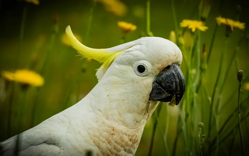 Yellow Cockatoo