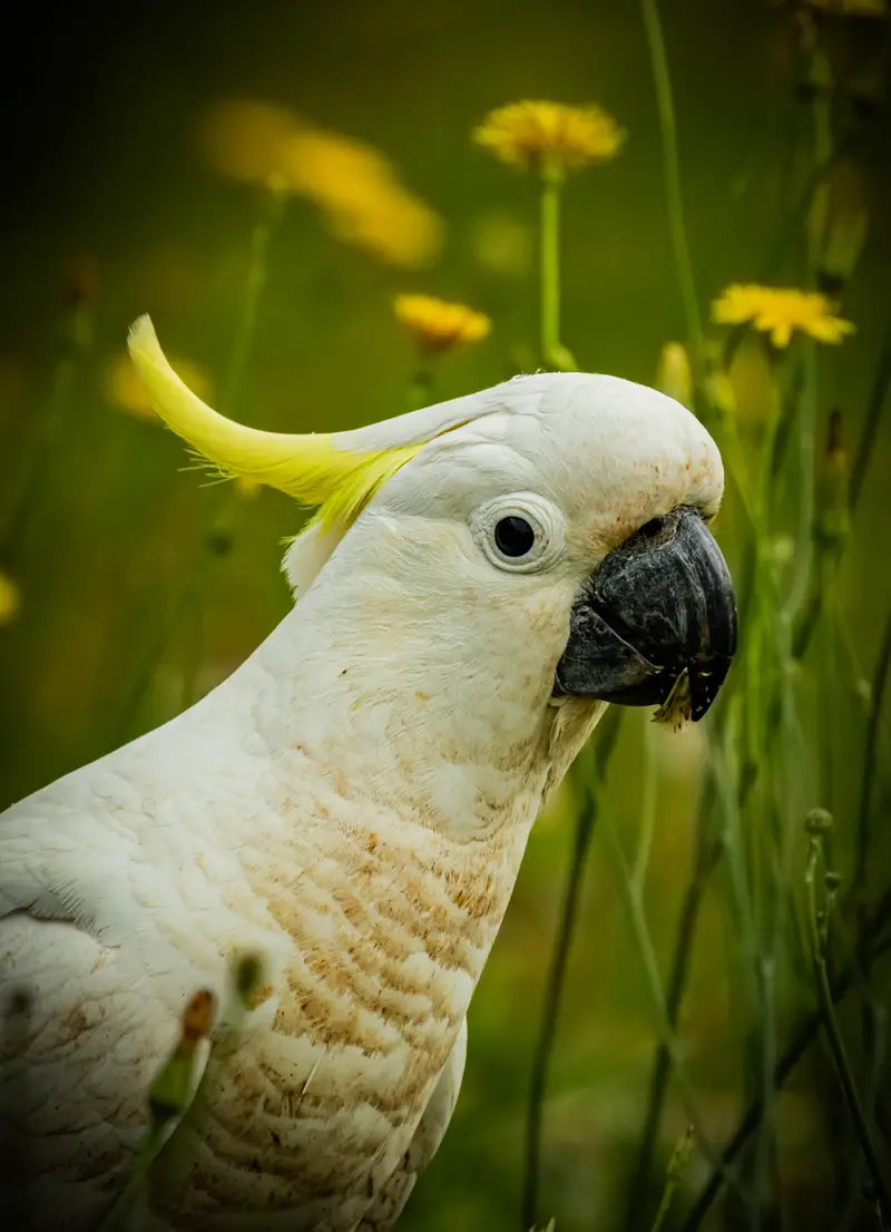Yellow Cockatoo — 2