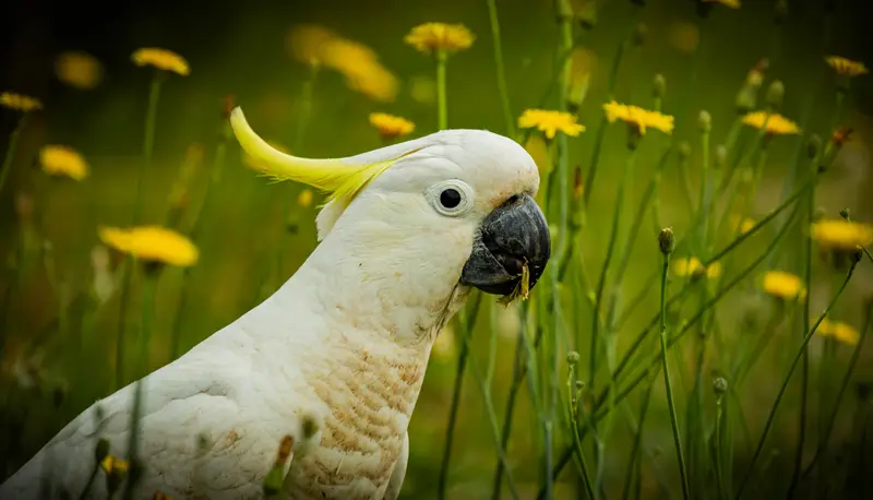 Yellow Cockatoo — 3