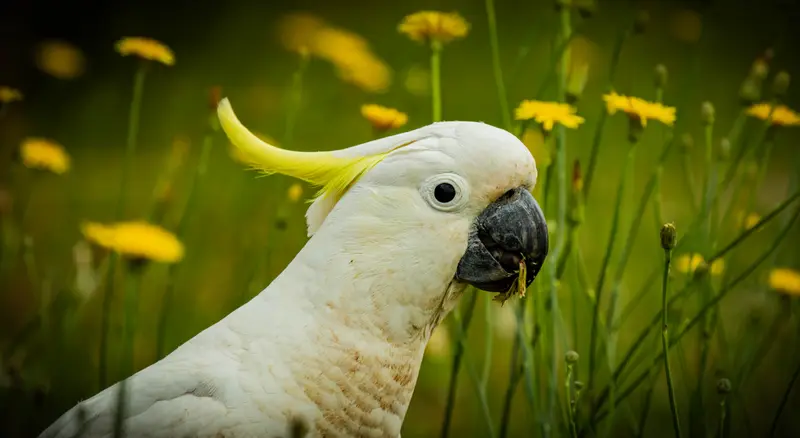 Yellow Cockatoo — 4