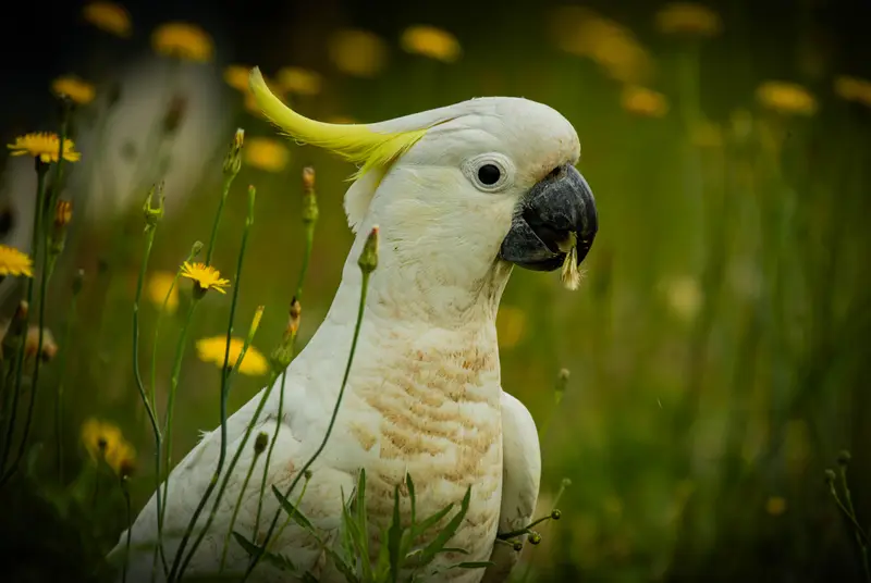 Yellow Cockatoo — 5